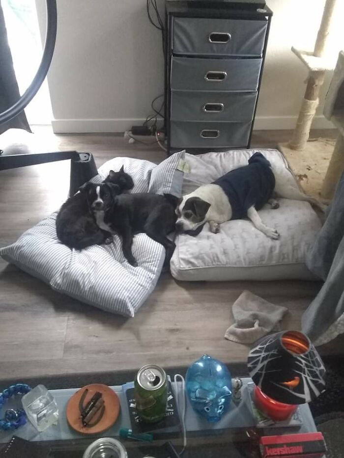 North , Squirrel, And Suzy Rip North And Suzy