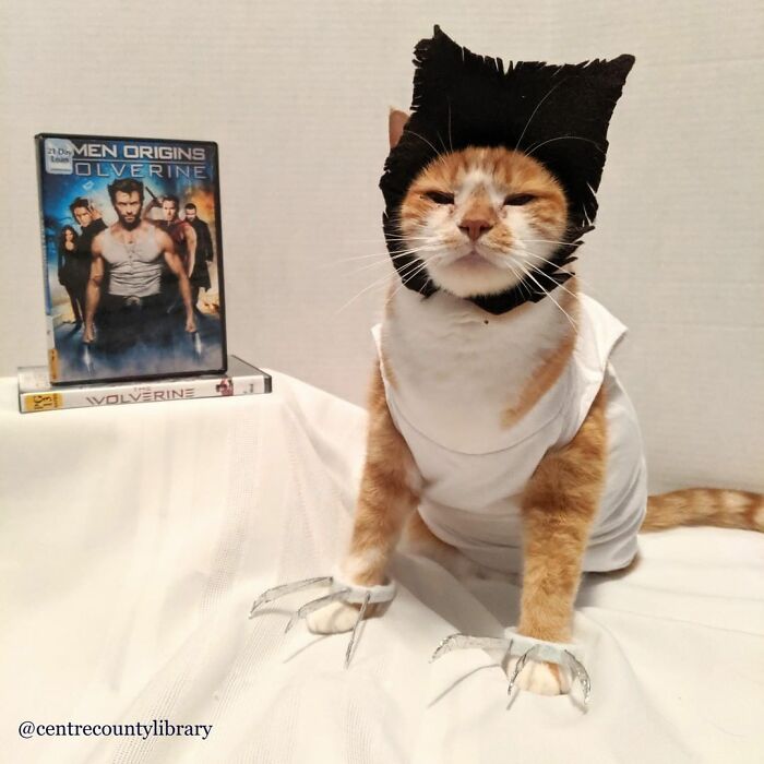 For 4 Years, Every Week, This Cat Becomes An Iconic Figure To Promote The Library (231 Pics)