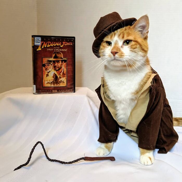 For 4 Years, Every Week, This Cat Becomes An Iconic Figure To Promote The Library (231 Pics)