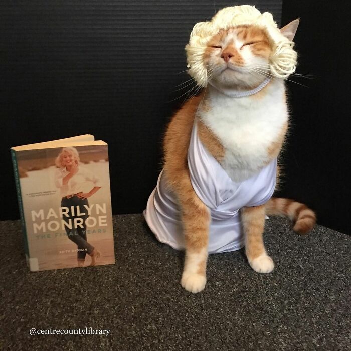For 4 Years, Every Week, This Cat Becomes An Iconic Figure To Promote The Library (231 Pics)