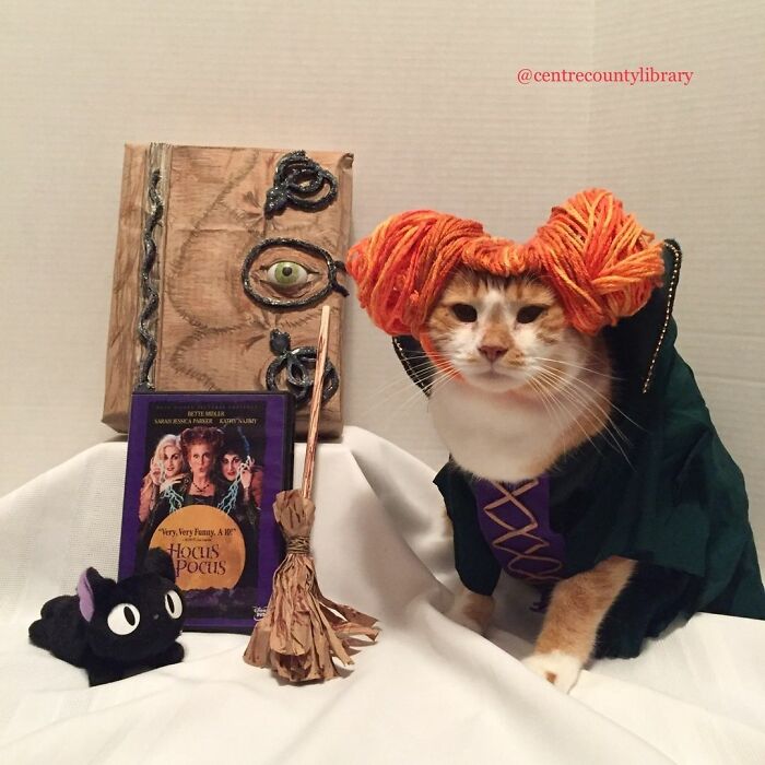 For 4 Years, Every Week, This Cat Becomes An Iconic Figure To Promote The Library (231 Pics)