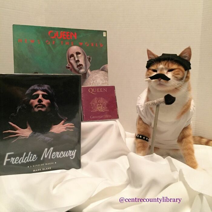 For 4 Years, Every Week, This Cat Becomes An Iconic Figure To Promote The Library (231 Pics)