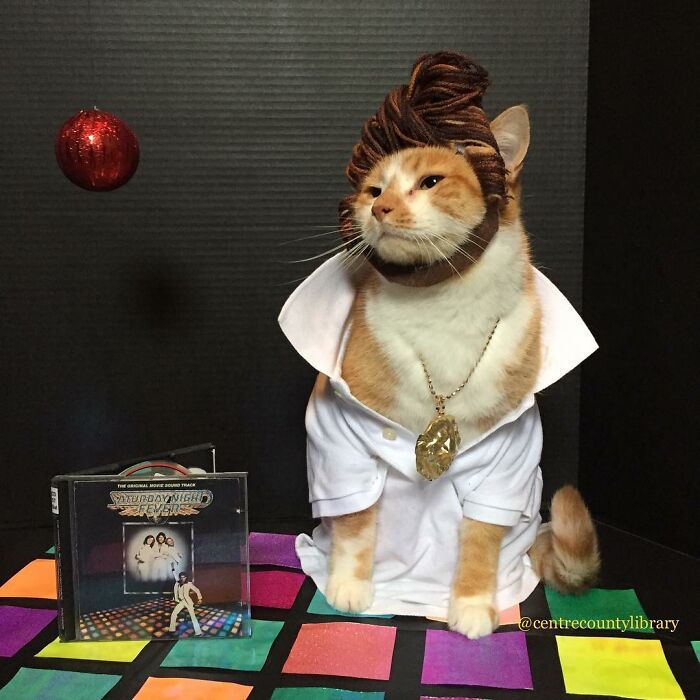 For 4 Years, Every Week, This Cat Becomes An Iconic Figure To Promote The Library (231 Pics)