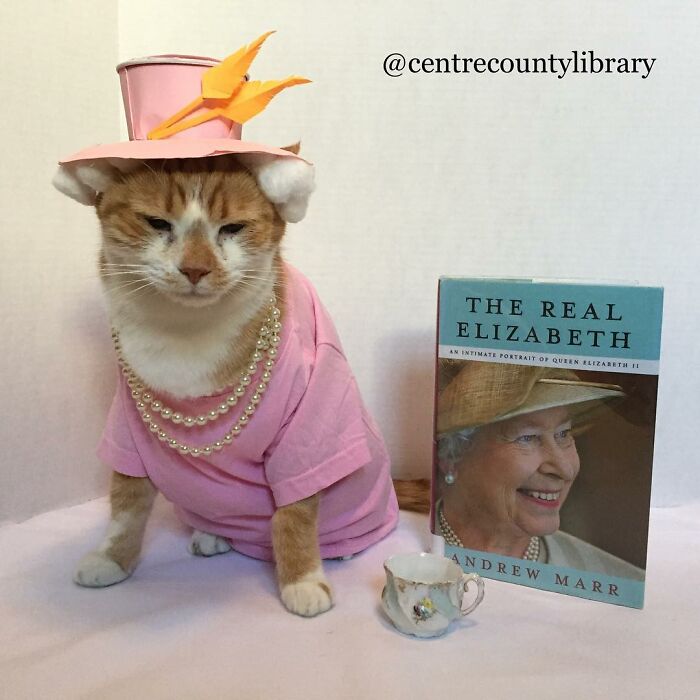 For 4 Years, Every Week, This Cat Becomes An Iconic Figure To Promote The Library (231 Pics)