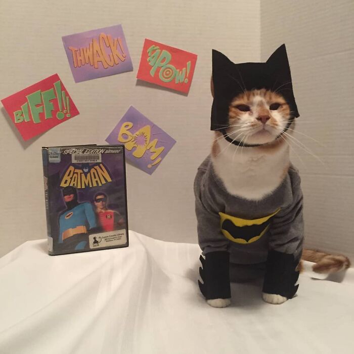 For 4 Years, Every Week, This Cat Becomes An Iconic Figure To Promote The Library (231 Pics)