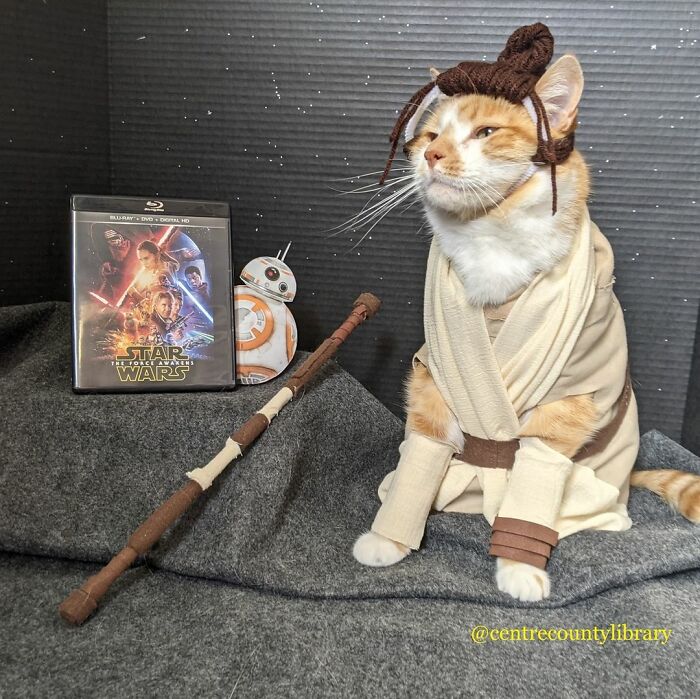 For 4 Years, Every Week, This Cat Becomes An Iconic Figure To Promote The Library (231 Pics)