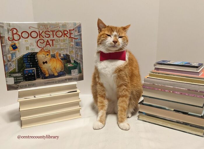 For 4 Years, Every Week, This Cat Becomes An Iconic Figure To Promote The Library (231 Pics)