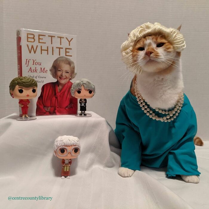 For 4 Years, Every Week, This Cat Becomes An Iconic Figure To Promote The Library (231 Pics)