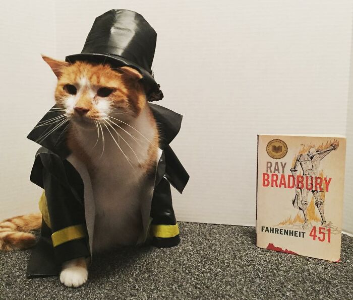 For 4 Years, Every Week, This Cat Becomes An Iconic Figure To Promote The Library (231 Pics)