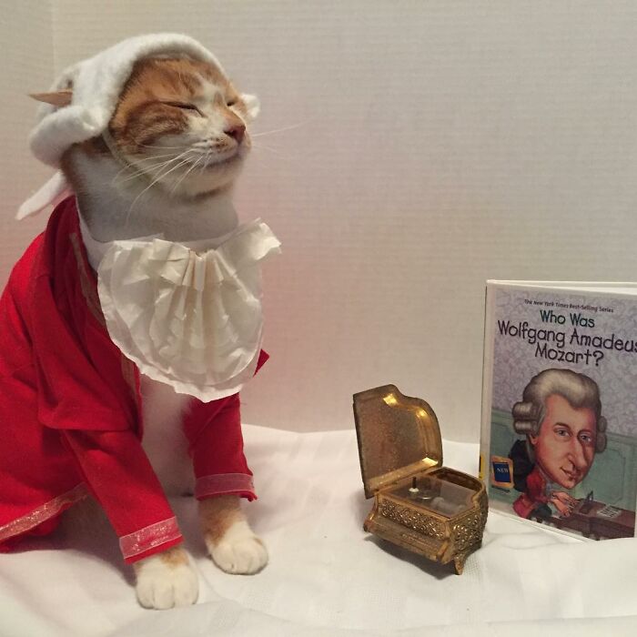 For 4 Years, Every Week, This Cat Becomes An Iconic Figure To Promote The Library (231 Pics)