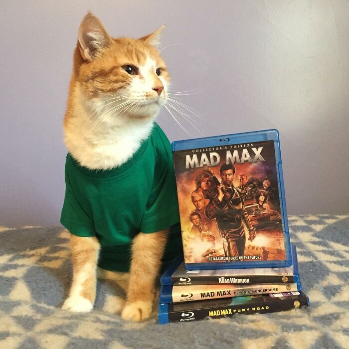 For 4 Years, Every Week, This Cat Becomes An Iconic Figure To Promote The Library (231 Pics)