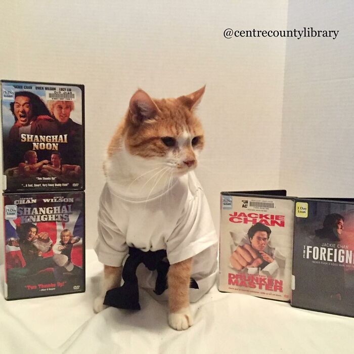 For 4 Years, Every Week, This Cat Becomes An Iconic Figure To Promote The Library (231 Pics)