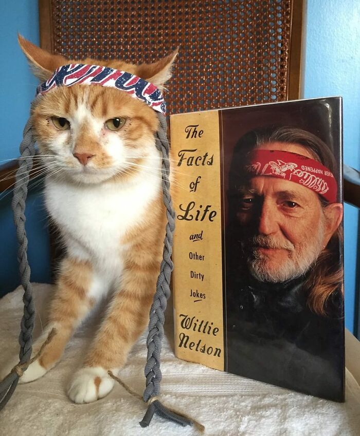 For 4 Years, Every Week, This Cat Becomes An Iconic Figure To Promote The Library (231 Pics)