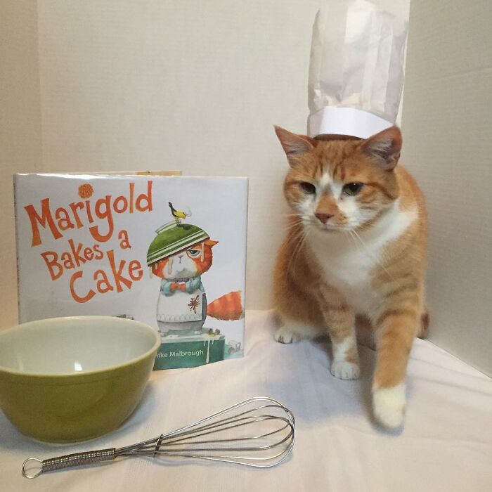 For 4 Years, Every Week, This Cat Becomes An Iconic Figure To Promote The Library (231 Pics)