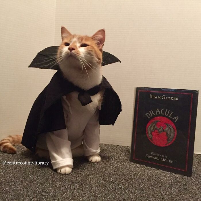 For 4 Years, Every Week, This Cat Becomes An Iconic Figure To Promote The Library (231 Pics)