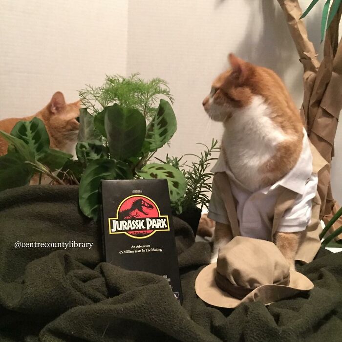 For 4 Years, Every Week, This Cat Becomes An Iconic Figure To Promote The Library (231 Pics)