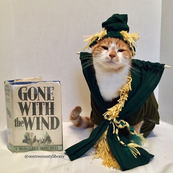For 4 Years, Every Week, This Cat Becomes An Iconic Figure To Promote The Library (231 Pics)