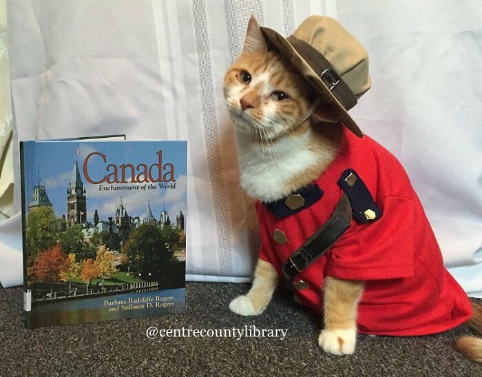 For 4 Years, Every Week, This Cat Becomes An Iconic Figure To Promote The Library (231 Pics)