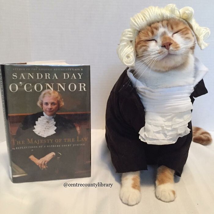 For 4 Years, Every Week, This Cat Becomes An Iconic Figure To Promote The Library (231 Pics)