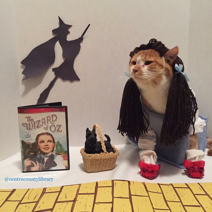 For 4 Years, Every Week, This Cat Becomes An Iconic Figure To Promote The Library (231 Pics)
