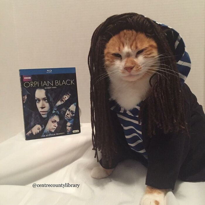 For 4 Years, Every Week, This Cat Becomes An Iconic Figure To Promote The Library (231 Pics)