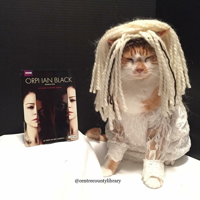 For 4 Years, Every Week, This Cat Becomes An Iconic Figure To Promote The Library (231 Pics)