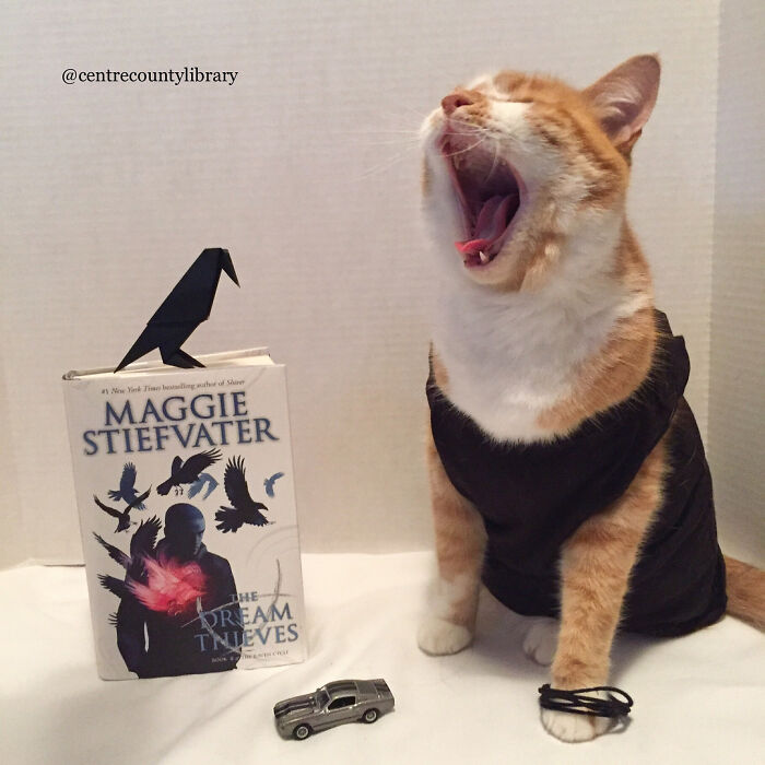 For 4 Years, Every Week, This Cat Becomes An Iconic Figure To Promote The Library (231 Pics)