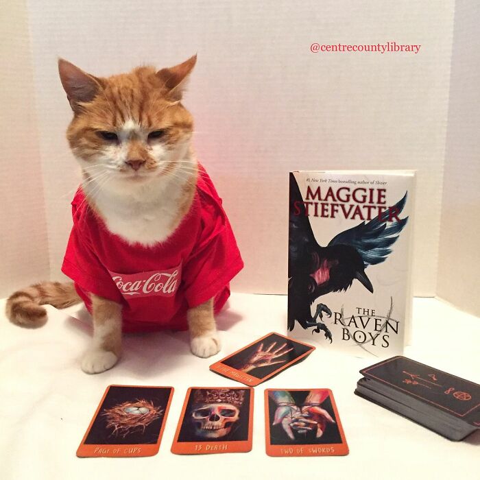 For 4 Years, Every Week, This Cat Becomes An Iconic Figure To Promote The Library (231 Pics)