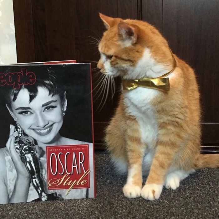For 4 Years, Every Week, This Cat Becomes An Iconic Figure To Promote The Library (231 Pics)