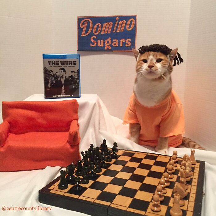 For 4 Years, Every Week, This Cat Becomes An Iconic Figure To Promote The Library (231 Pics)