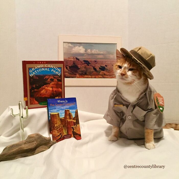 For 4 Years, Every Week, This Cat Becomes An Iconic Figure To Promote The Library (231 Pics)