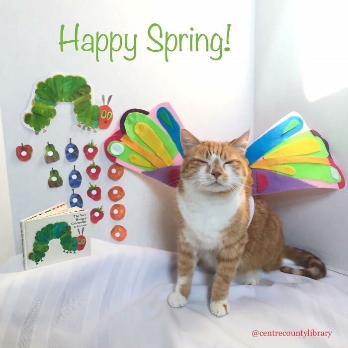 For 4 Years, Every Week, This Cat Becomes An Iconic Figure To Promote The Library (231 Pics)