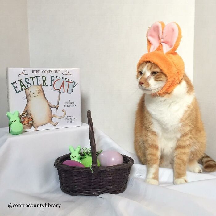 For 4 Years, Every Week, This Cat Becomes An Iconic Figure To Promote The Library (231 Pics)