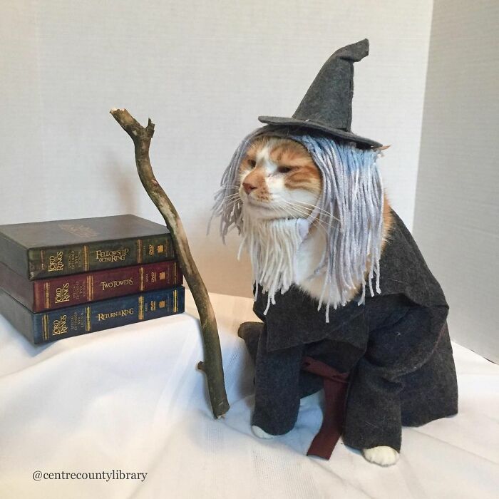 For 4 Years, Every Week, This Cat Becomes An Iconic Figure To Promote The Library (231 Pics)