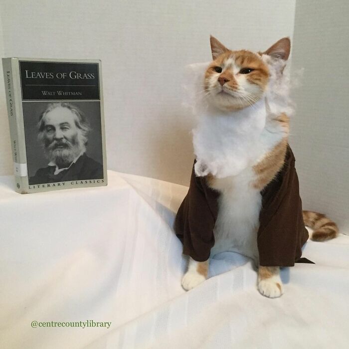 For 4 Years, Every Week, This Cat Becomes An Iconic Figure To Promote The Library (231 Pics)