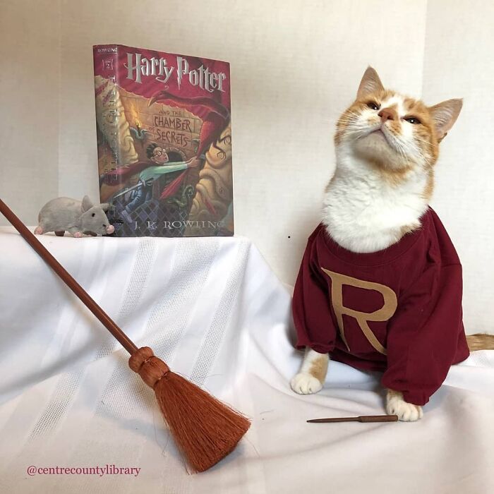 For 4 Years, Every Week, This Cat Becomes An Iconic Figure To Promote The Library (231 Pics)