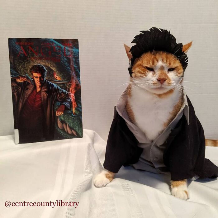 For 4 Years, Every Week, This Cat Becomes An Iconic Figure To Promote The Library (231 Pics)