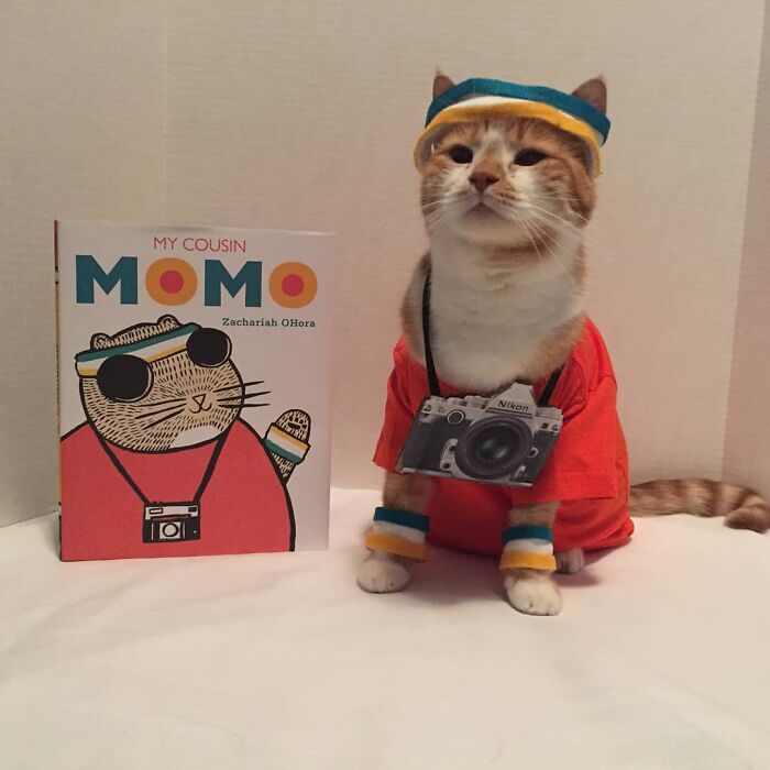 For 4 Years, Every Week, This Cat Becomes An Iconic Figure To Promote The Library (231 Pics)