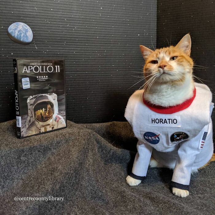 For 4 Years, Every Week, This Cat Becomes An Iconic Figure To Promote The Library (231 Pics)