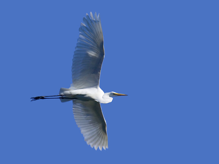 Great Egret