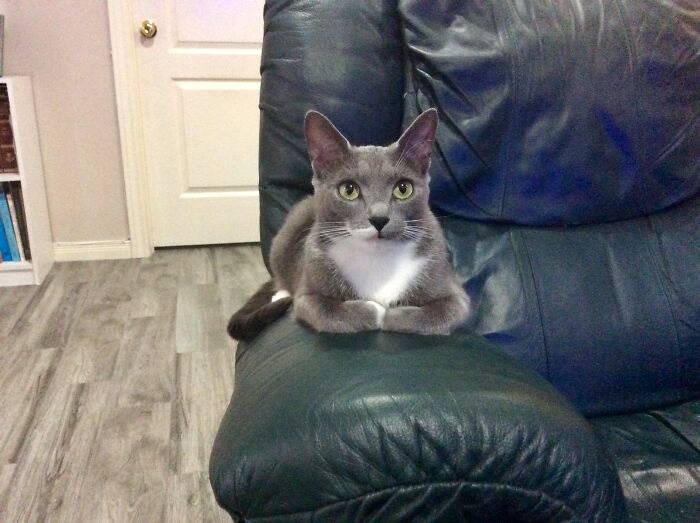 Our Gigi Who Has A French Chef's White Moustache On One Side Of He Lip. She Is Such A Wonderful Cat.