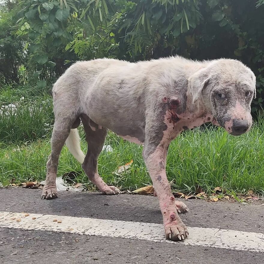 Hairless Dog Found By Gas Station Becomes A Fluffy, Lovable Giant Hairless Dog Found By Gas Station Becomes A Fluffy, Lovable Giant