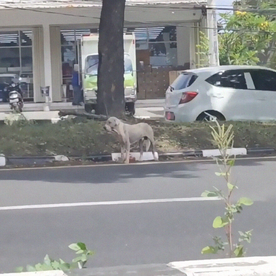 Hairless Dog Found By Gas Station Becomes A Fluffy, Lovable Giant Hairless Dog Found By Gas Station Becomes A Fluffy, Lovable Giant
