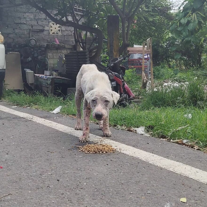 Hairless Dog Found By Gas Station Becomes A Fluffy, Lovable Giant Hairless Dog Found By Gas Station Becomes A Fluffy, Lovable Giant