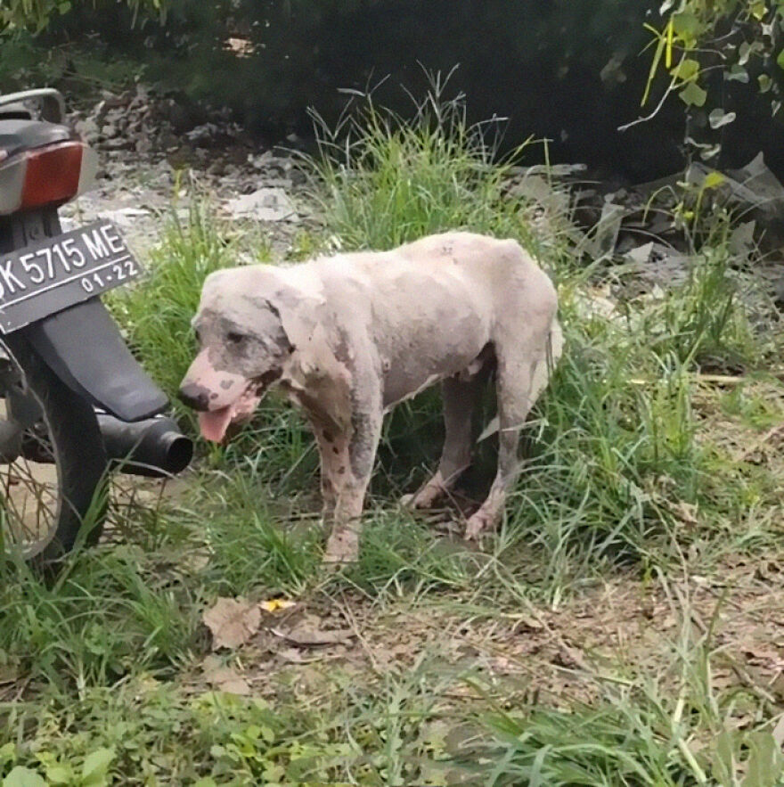 Hairless Dog Found By Gas Station Becomes A Fluffy, Lovable Giant Hairless Dog Found By Gas Station Becomes A Fluffy, Lovable Giant