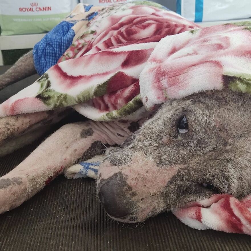 Hairless Dog Found By Gas Station Becomes A Fluffy, Lovable Giant Hairless Dog Found By Gas Station Becomes A Fluffy, Lovable Giant