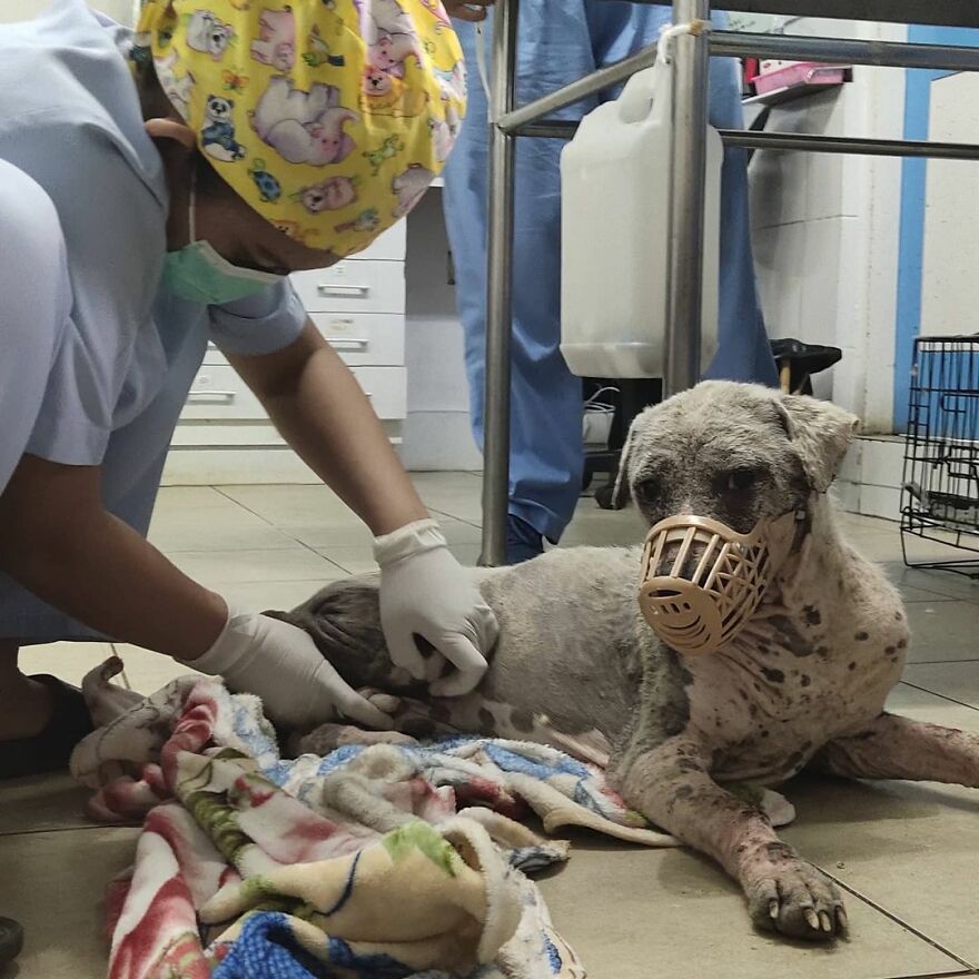 Hairless Dog Found By Gas Station Becomes A Fluffy, Lovable Giant Hairless Dog Found By Gas Station Becomes A Fluffy, Lovable Giant
