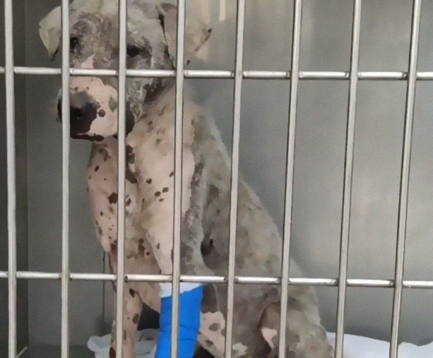 Hairless Dog Found By Gas Station Becomes A Fluffy, Lovable Giant