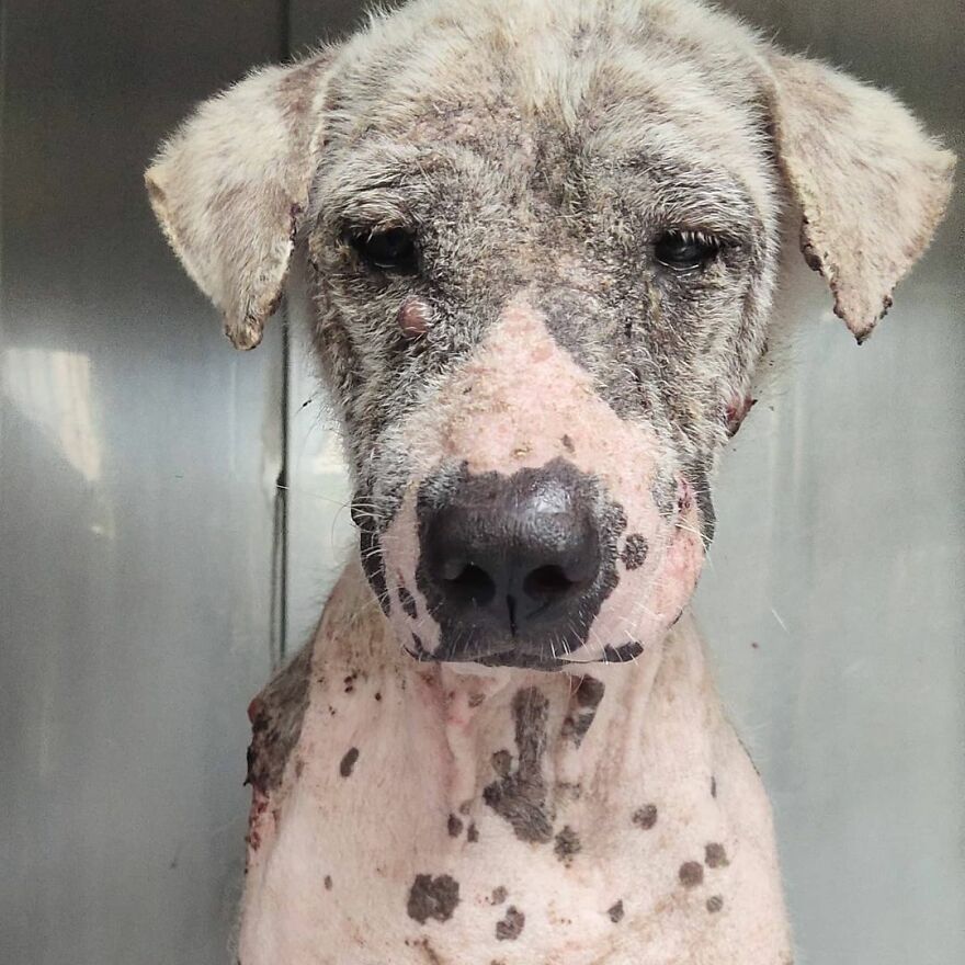 Hairless Dog Found By Gas Station Becomes A Fluffy, Lovable Giant Hairless Dog Found By Gas Station Becomes A Fluffy, Lovable Giant