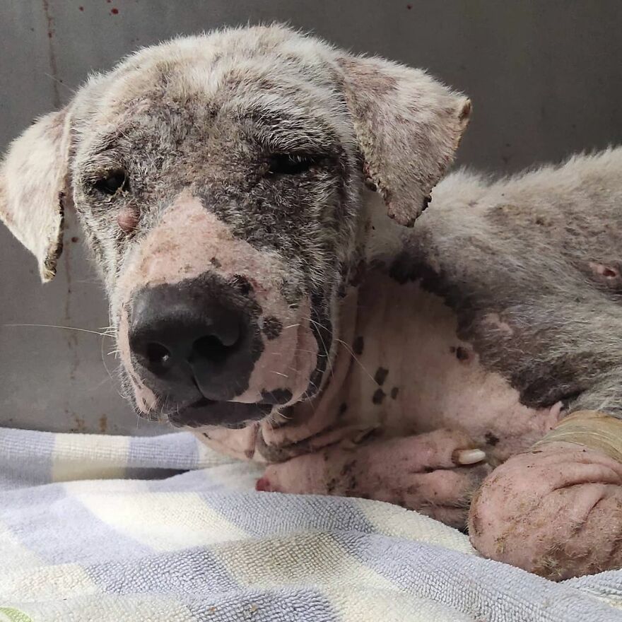 Hairless Dog Found By Gas Station Becomes A Fluffy, Lovable Giant
